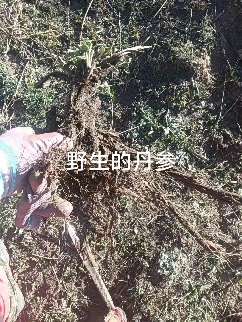 甘肃野生紫丹参，山里采挖无添加无硫磺熏250克包邮搭当归泡水