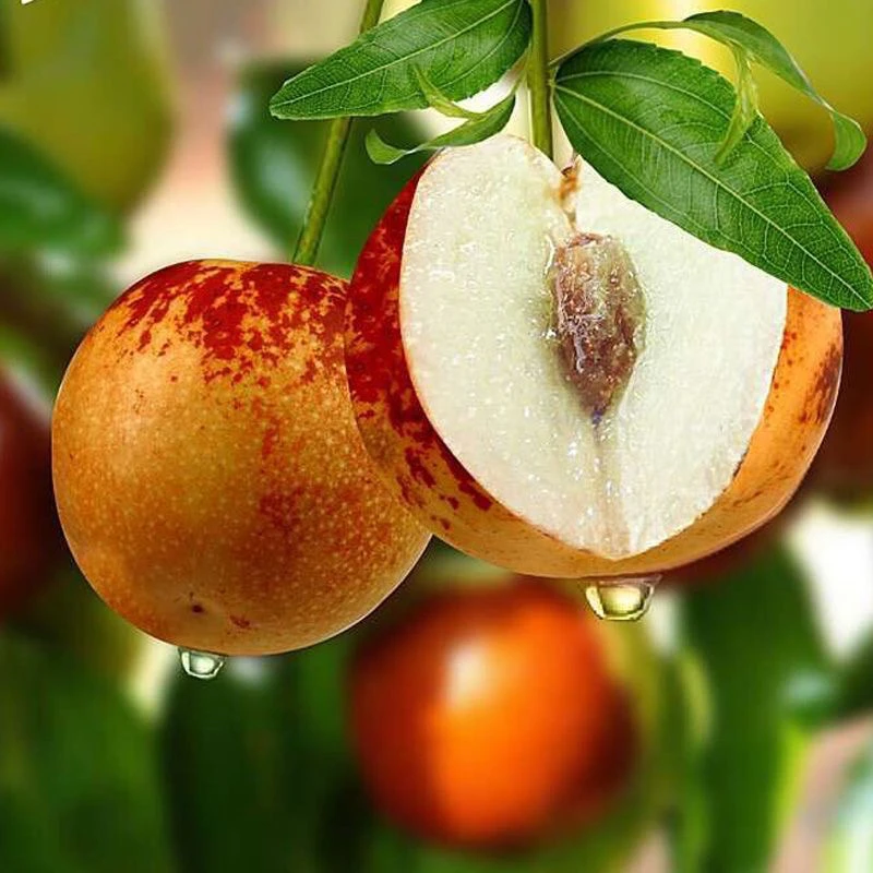 正宗冰糖枣树苗阳台庭院南北方种植