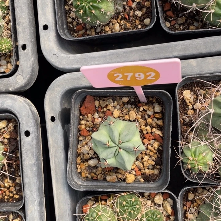 U***.实生黑喉27922792