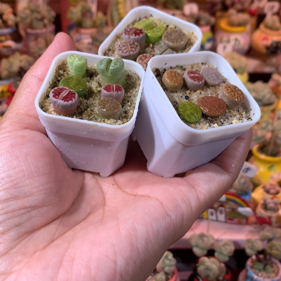 新手福利套餐带盆发货