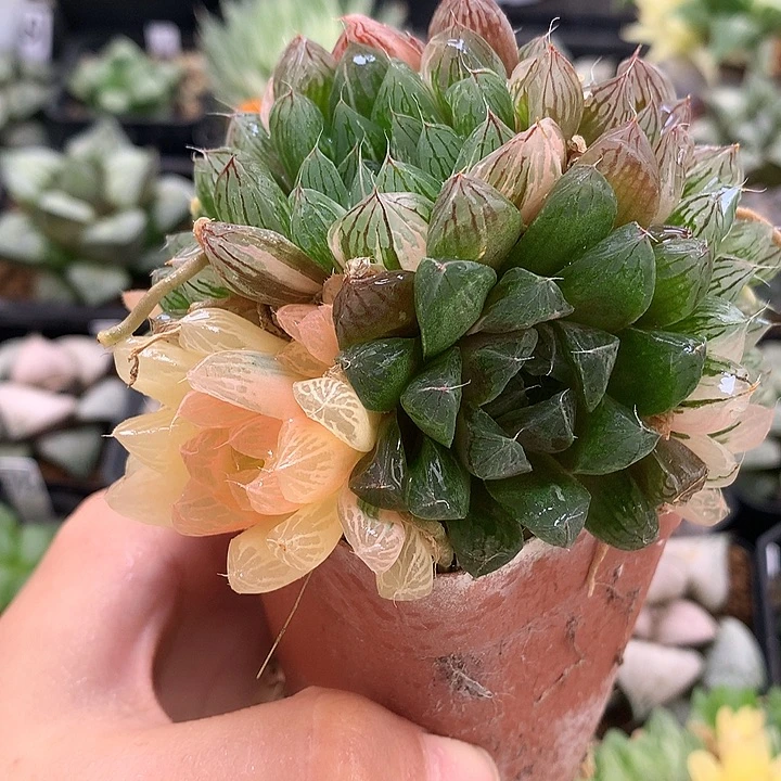 苏州玉露锦带盆土发货