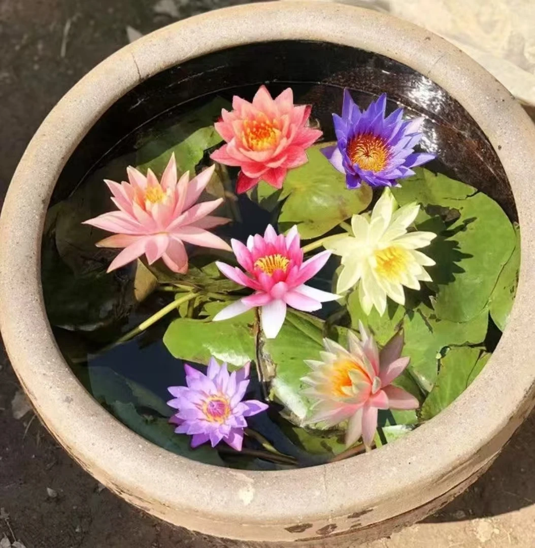 香水型大睡莲根块睡莲花水培植物四季南北方盆栽庭院新手好养易活