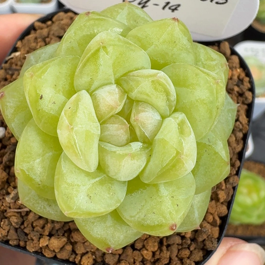 0615-014-白钻单头