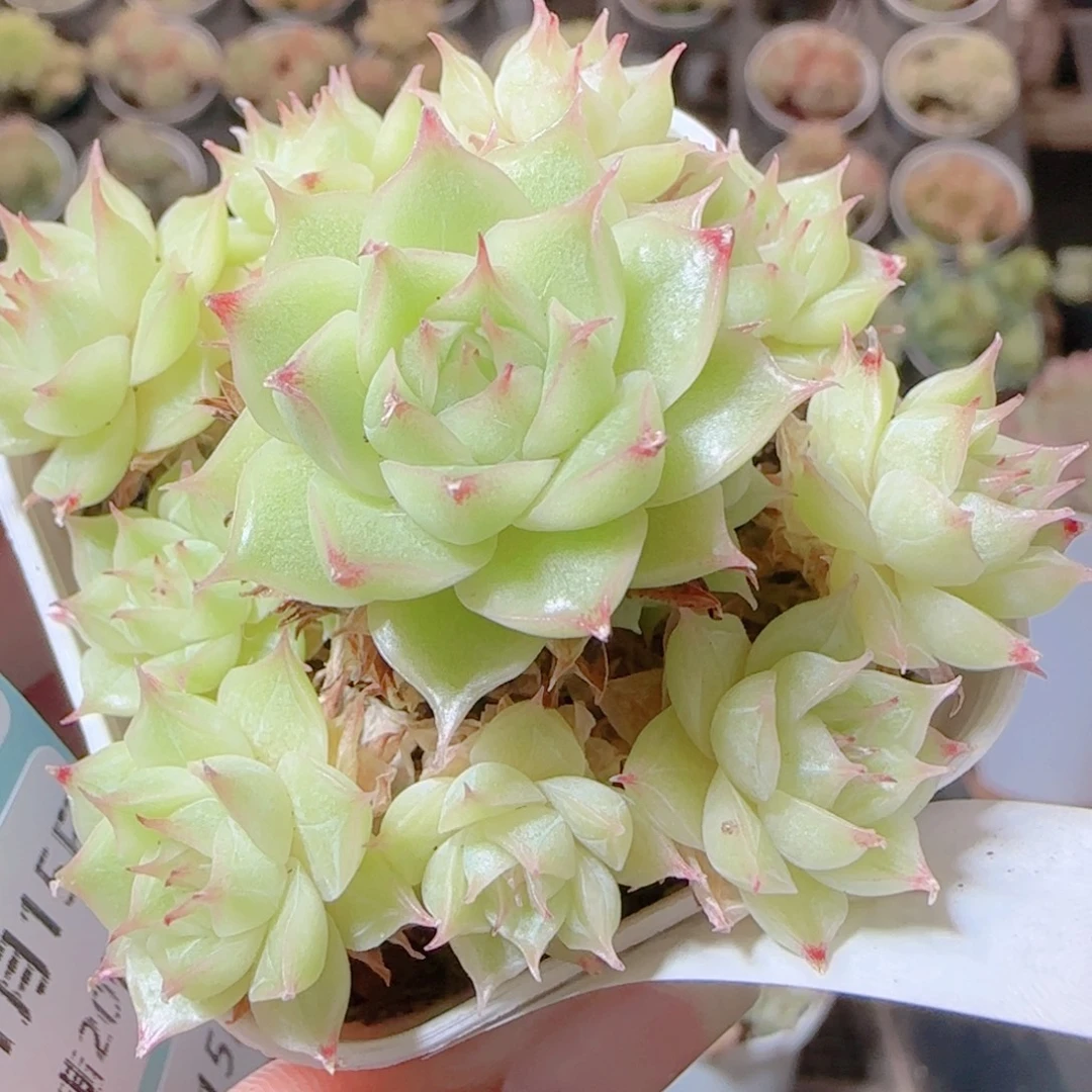 花语逸镜1115-203散