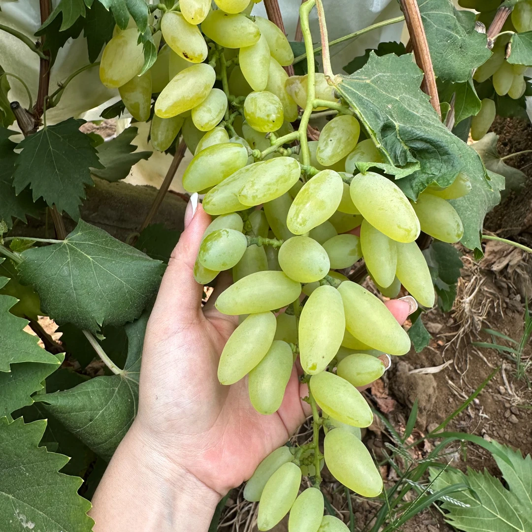 新品种兰博基尼葡萄苗黄色水果苗绿植水果树苗水果果树(嫁接苗)
