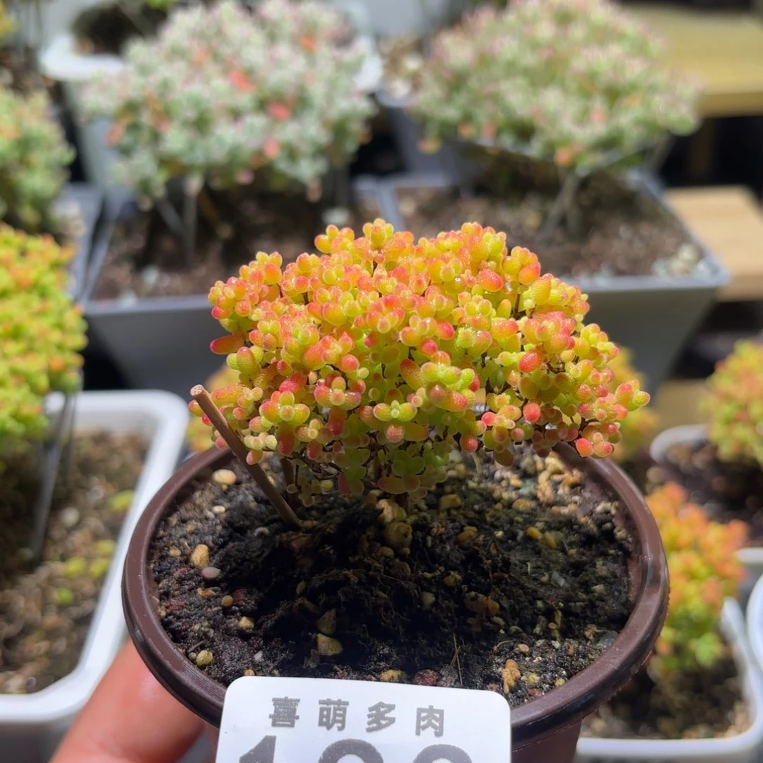 枝干番杏密橘糖球193