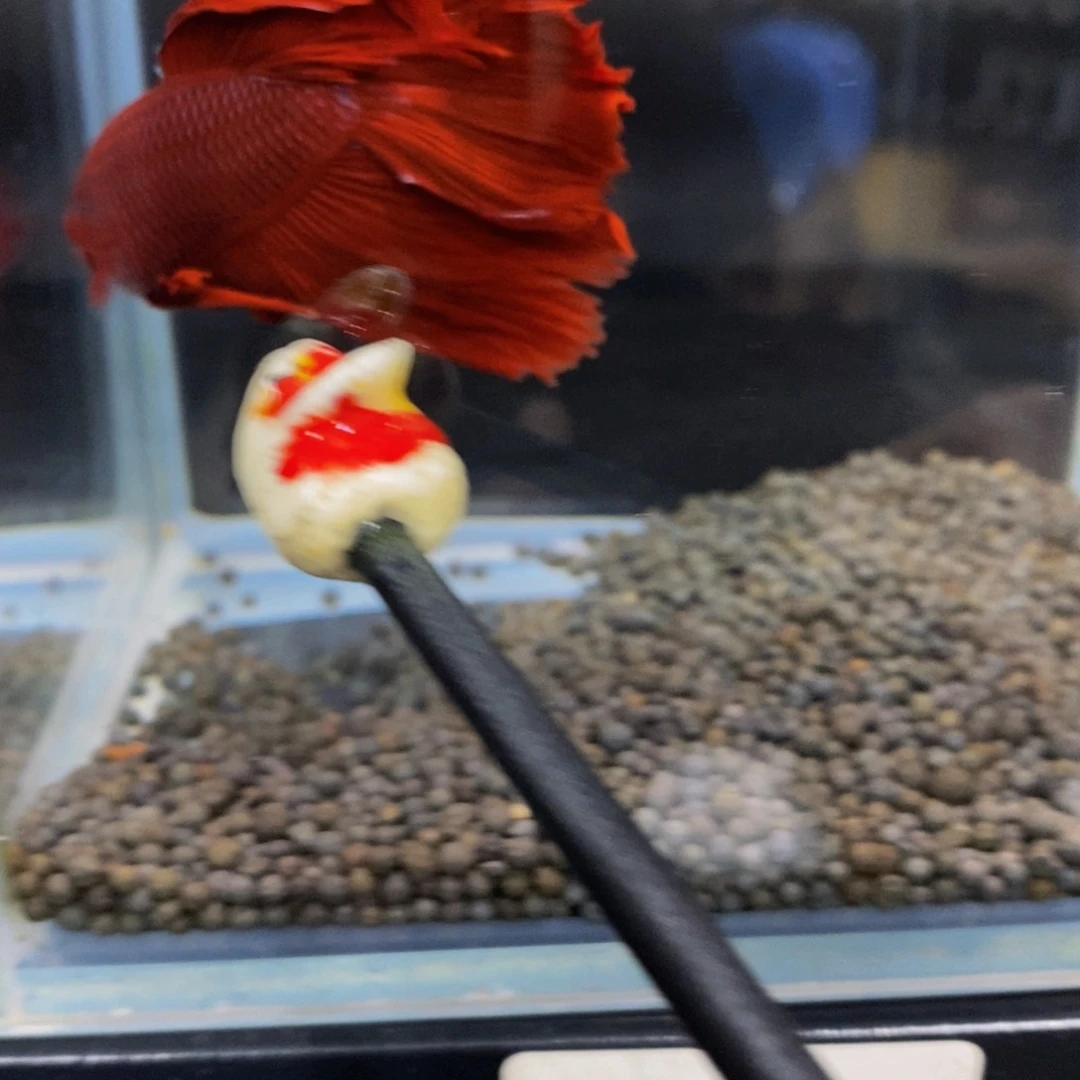 热带鱼公427巨斗