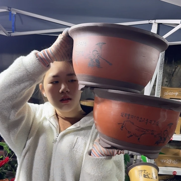 30+30红色放牛娃三角金钟