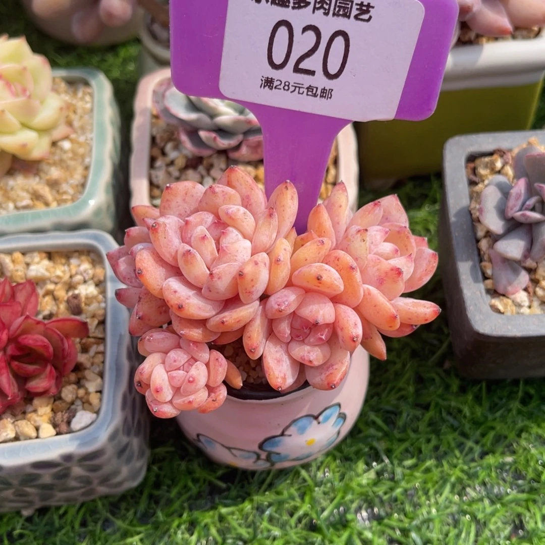 星影橙子多肉植物