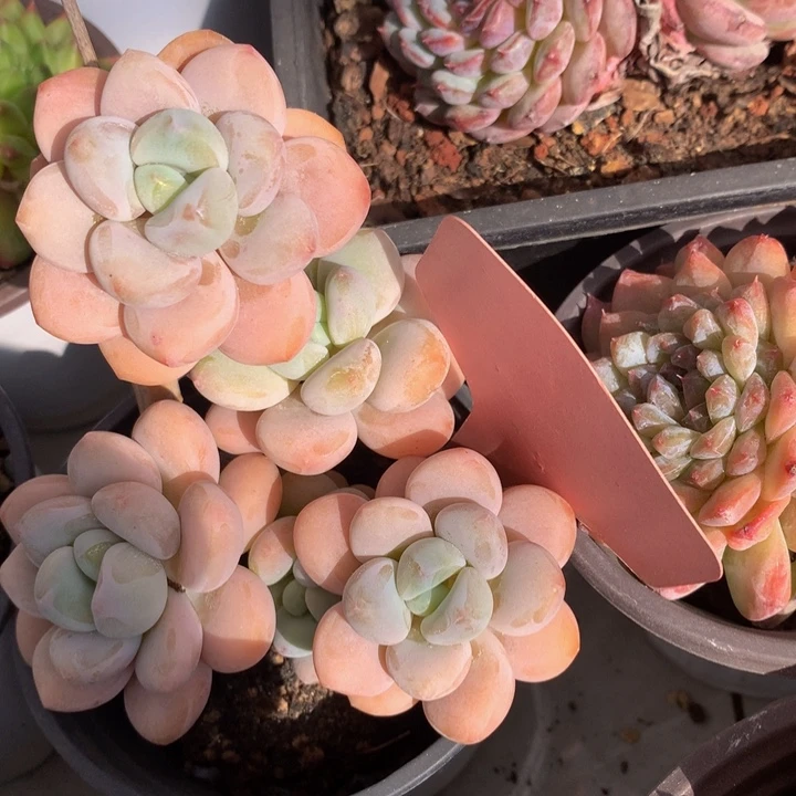 洛神多日子黑五727272737