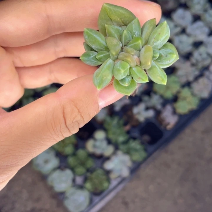 乌拉克拉群发3颗满18包邮