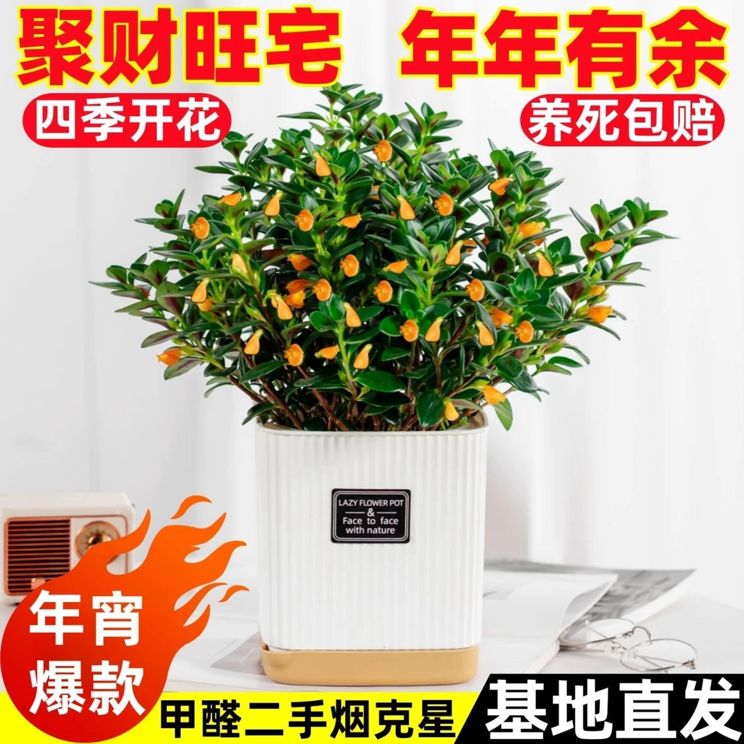 【驱蚊虫】金鱼吊兰盆栽花卉绿植卧室内客厅好养耐热寒植物