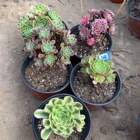 104多肉植物组合，