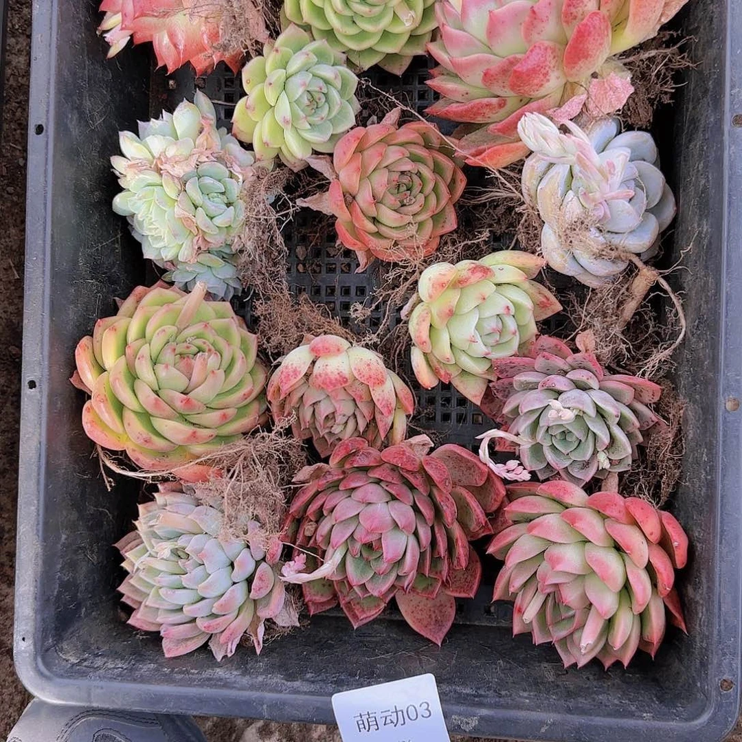 直播一物一拍多肉03