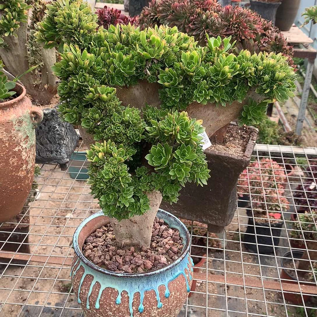 多**界391原始绿缀化朵朵