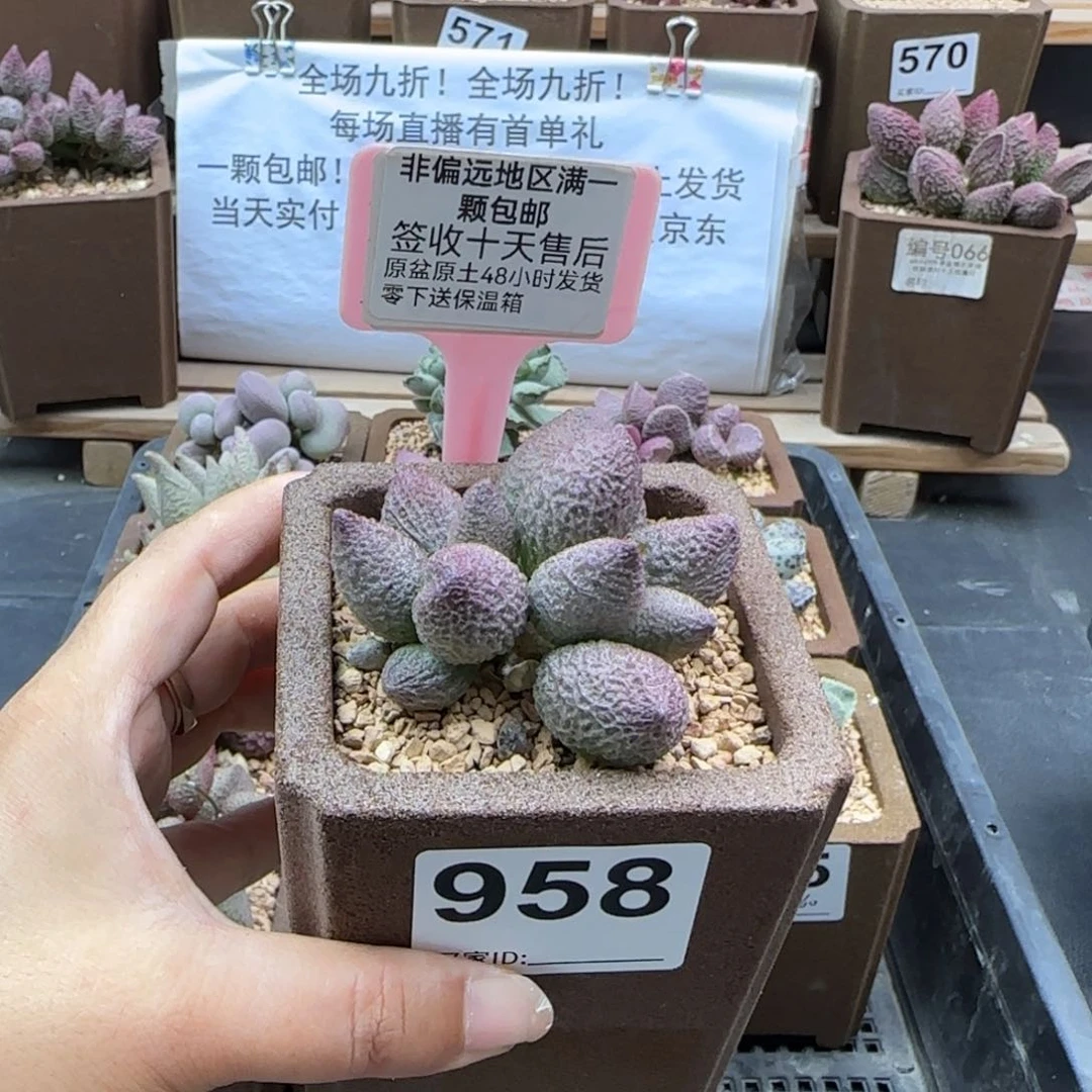 沉*?958龙胆多肉植物