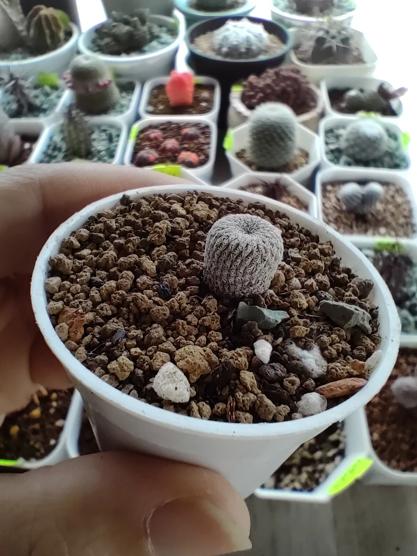 月世界，月世界，多肉