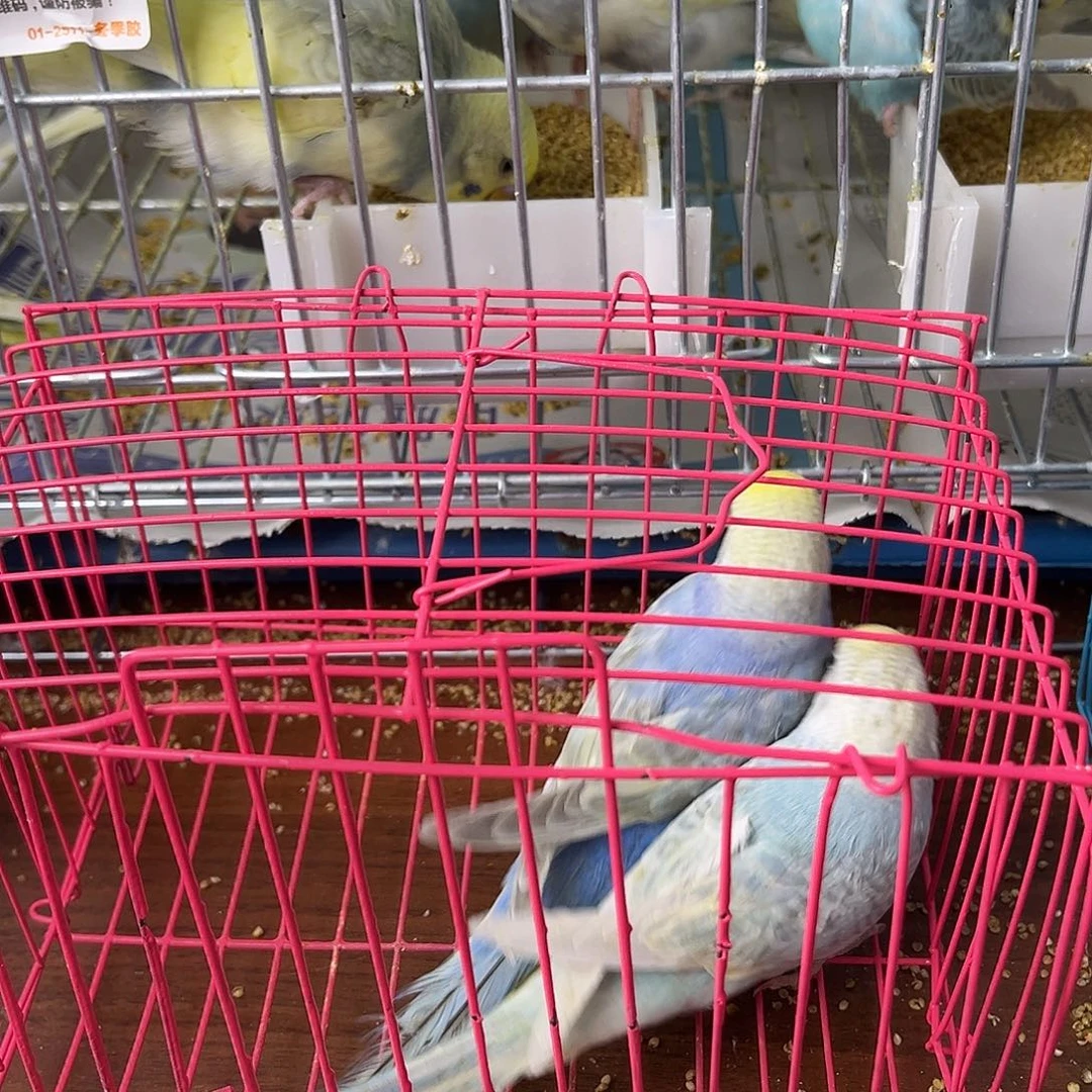 虎皮鹦鹉金彩鹦鹉