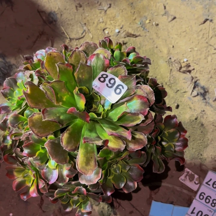 896特斯拉多肉植物不售后