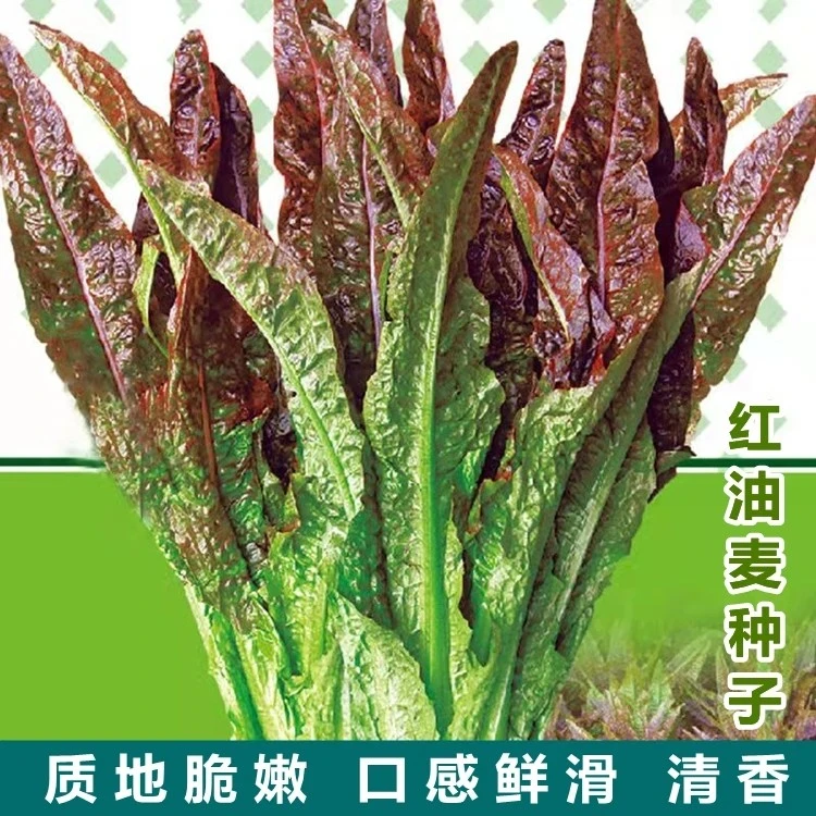 速生香甜红油麦菜种子阳台蔬菜种子四季播种种子易种蔬果菜种籽子
