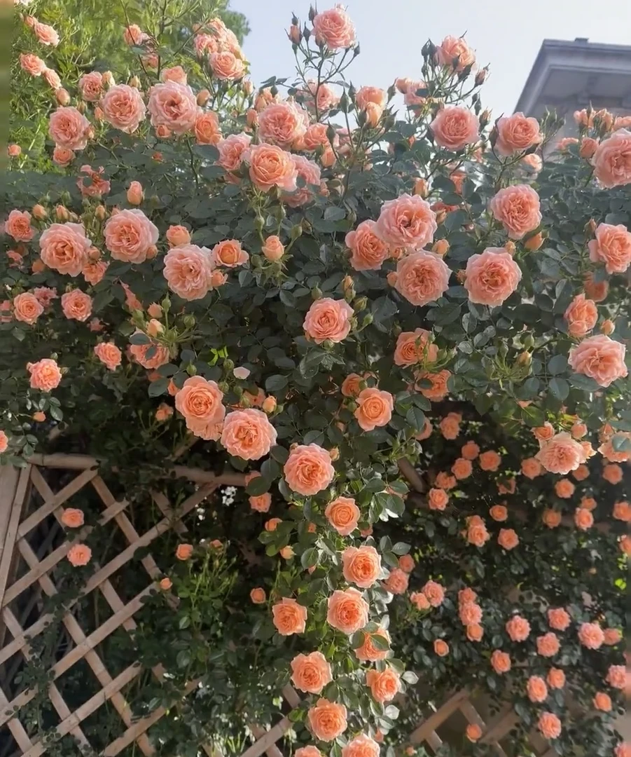 甜梦【1米以上带花苞】爬藤植物花苗花卉阳台庭院四季开花