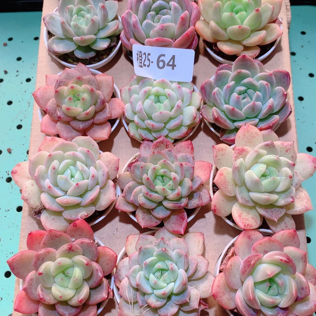 25-64一物一拍多肉带盆18颗