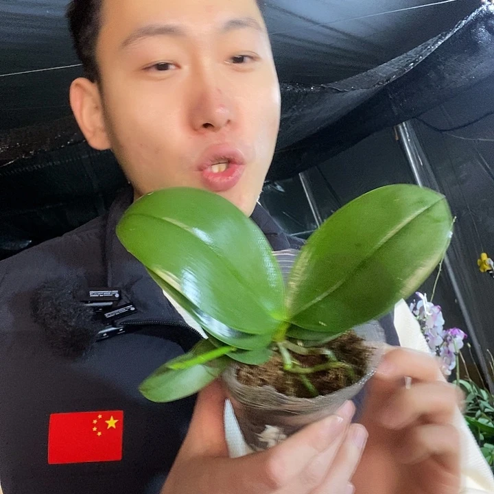 无花朵香奈儿带花剑