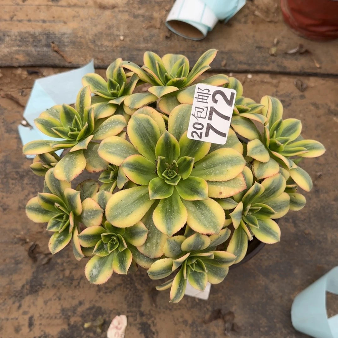 星爆772满20包邮断枝不包