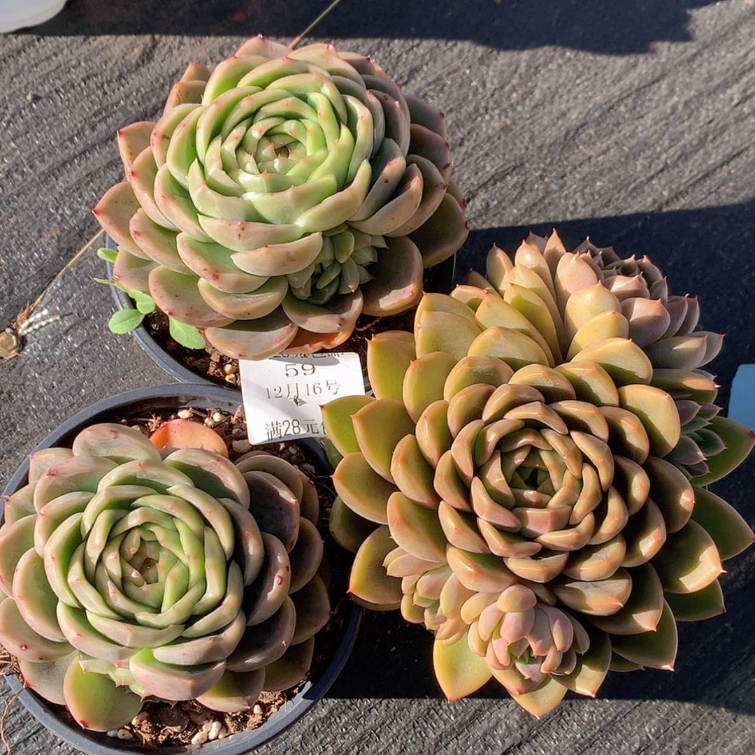 【闪购商品】‖****℡云59号三颗