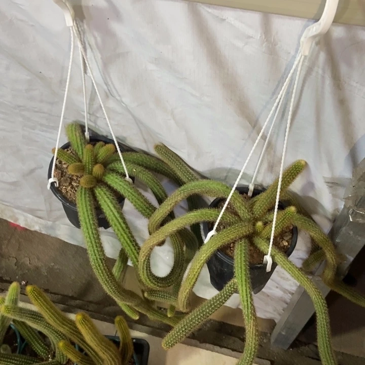 王***Q仙人球橙仙子两盆带盆土