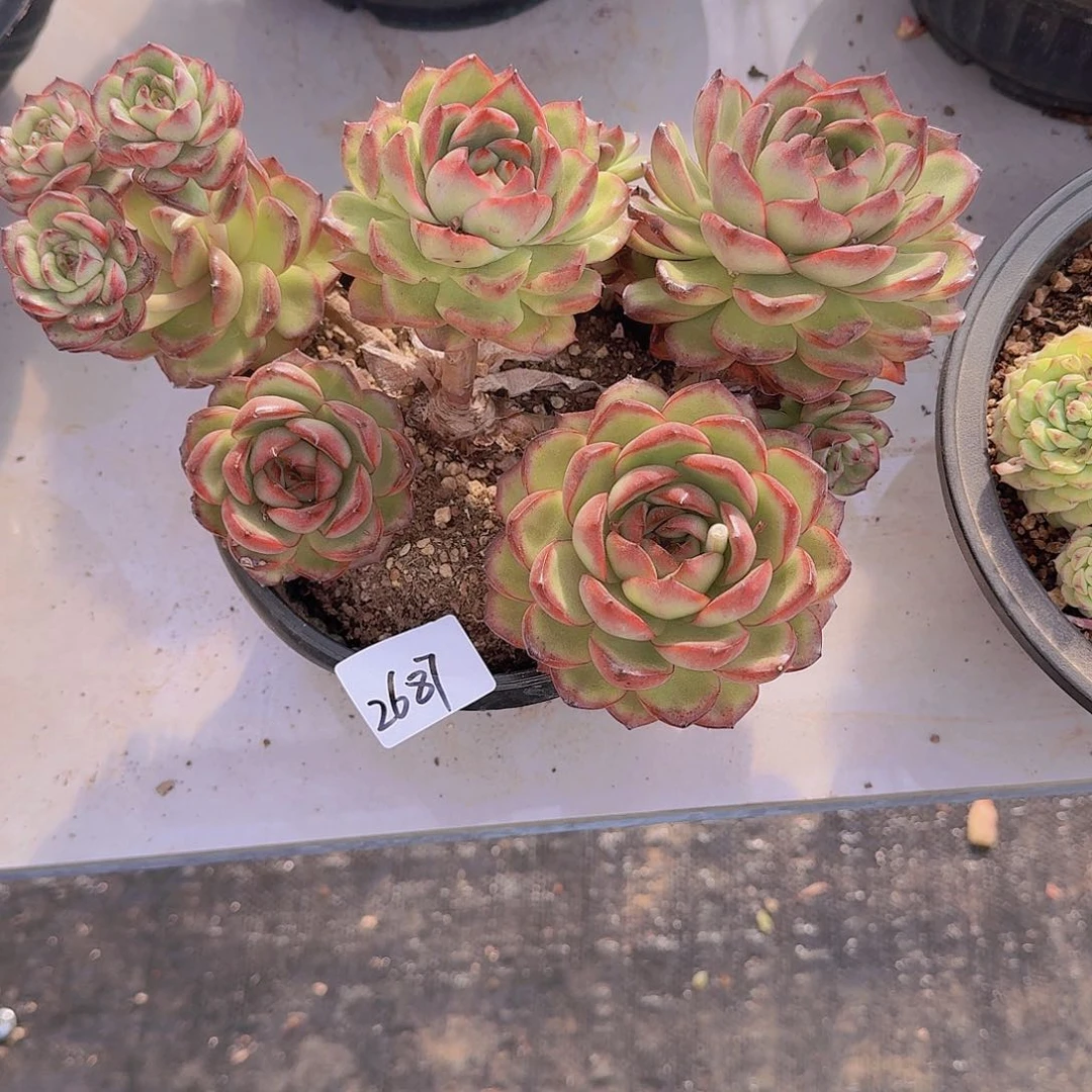 宝*太2687万宝龙多肉