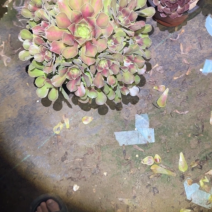 一物一拍多肉法师105