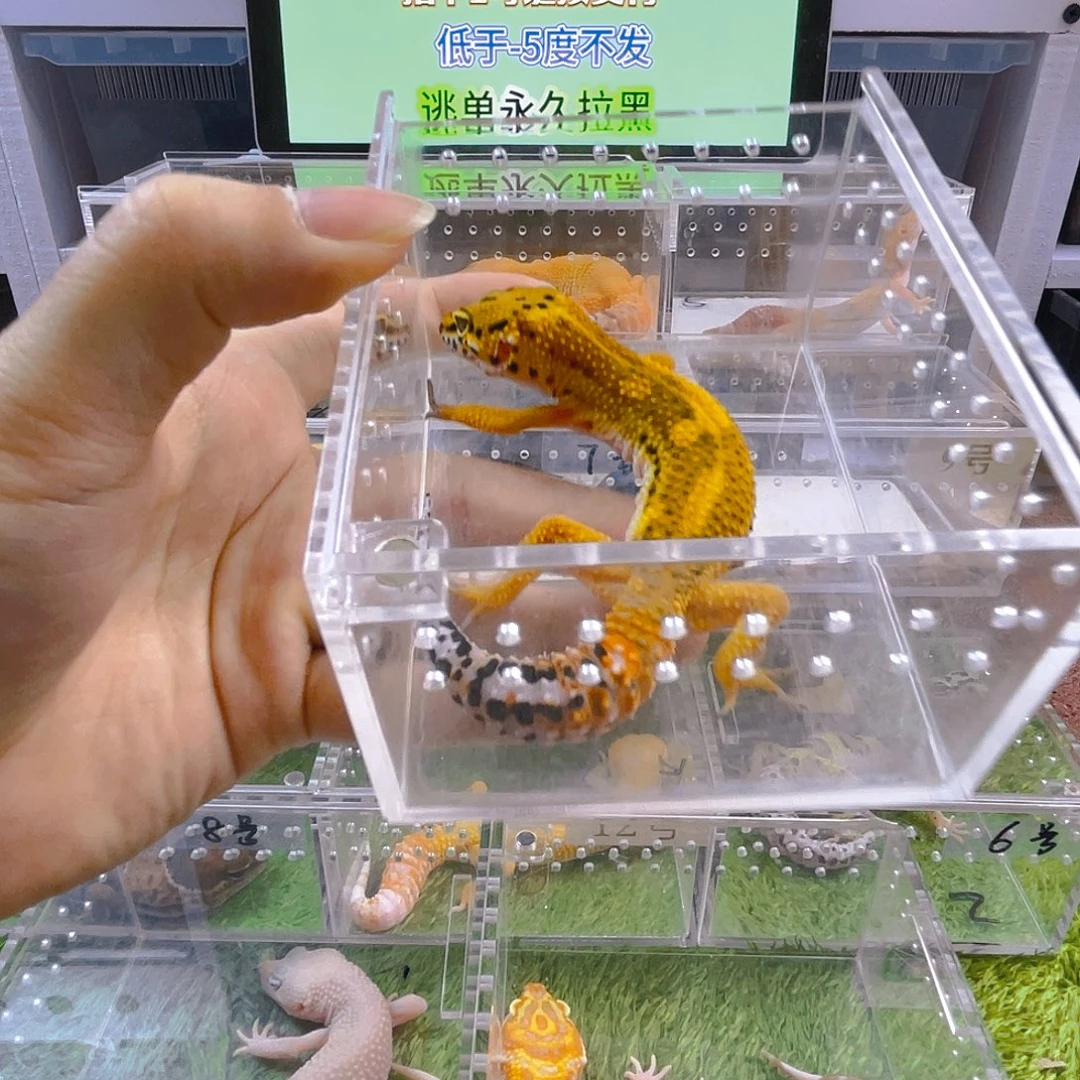 守宫可爱好看迷人