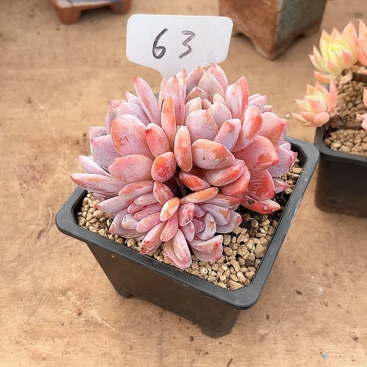 多肉植物，橙梦露63号