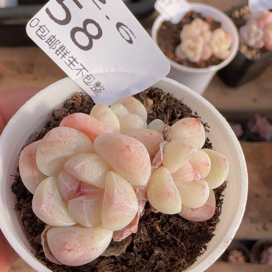 三头小脸冰玉一颗