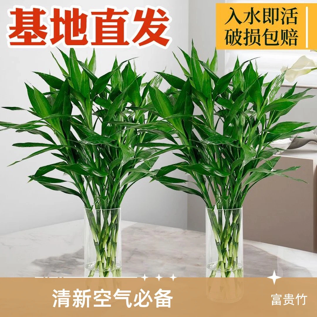 富贵竹水培植物水养好客厅招财转运花卉绿萝箩好养绿植盆栽室内花