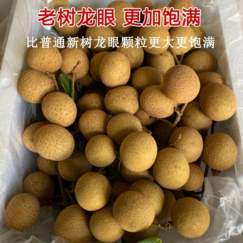 广东石硖龙眼新鲜水果当季桂圆特大果桂圆5整箱冷链包邮10斤