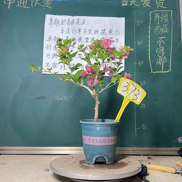 当前无花栽培后可以开花   绿叶米罗  373
