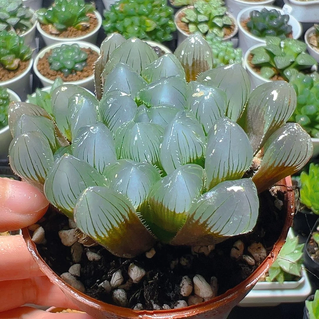 特丸玉露多肉多肉