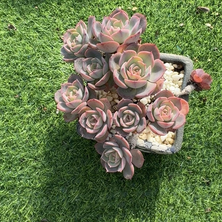 不知名多肉植物绿植