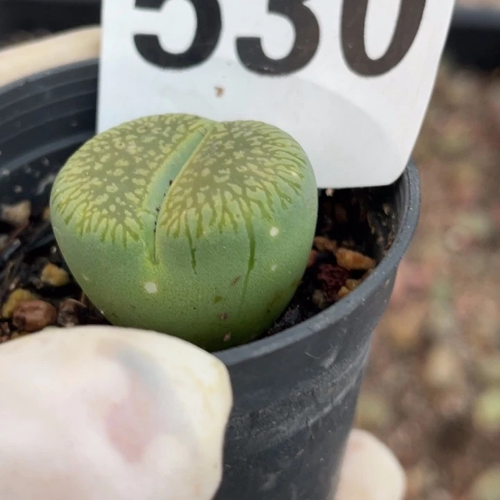 530绿光阳母本带盆lll