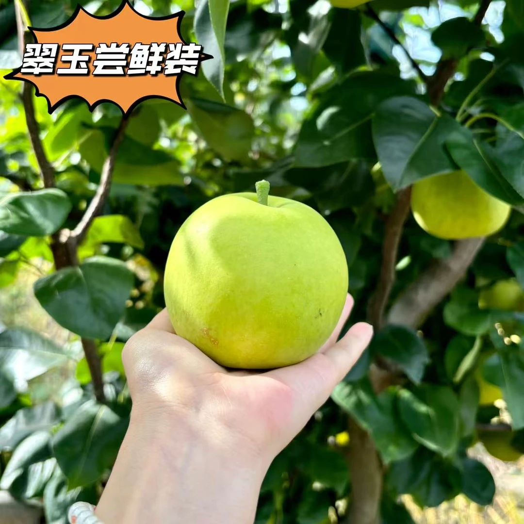 翠玉梨6只装！正宗江苏新鲜水果清甜可口果肉细腻现摘现发