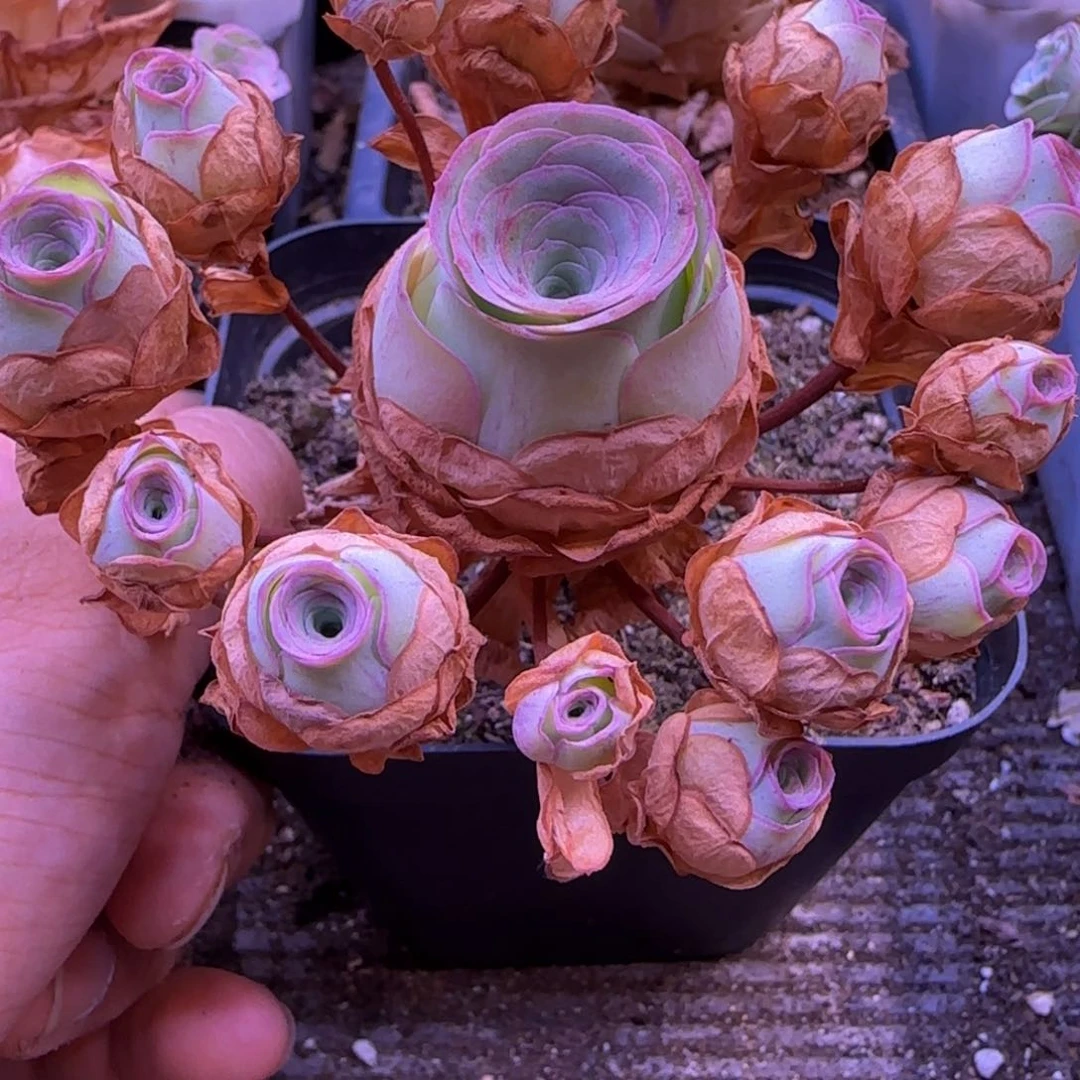 一物一拍，树桩玫瑰捧花1243