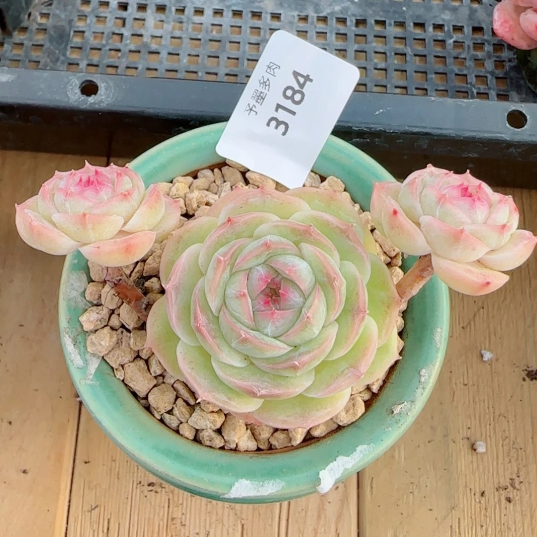 长杆白芷珍妮，3184多肉植物