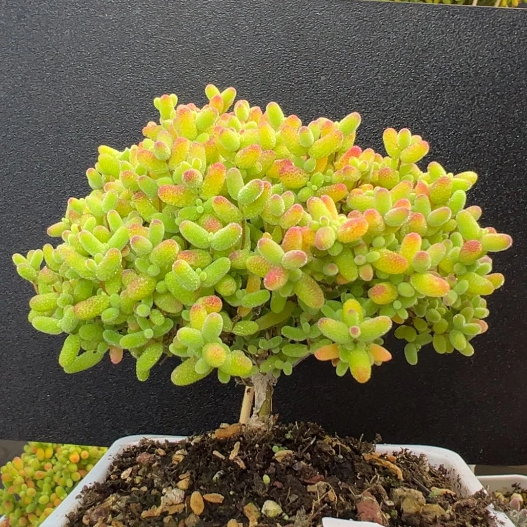 dy5285直杆大长腿精控蜜橘糖球冠幅8.5cm