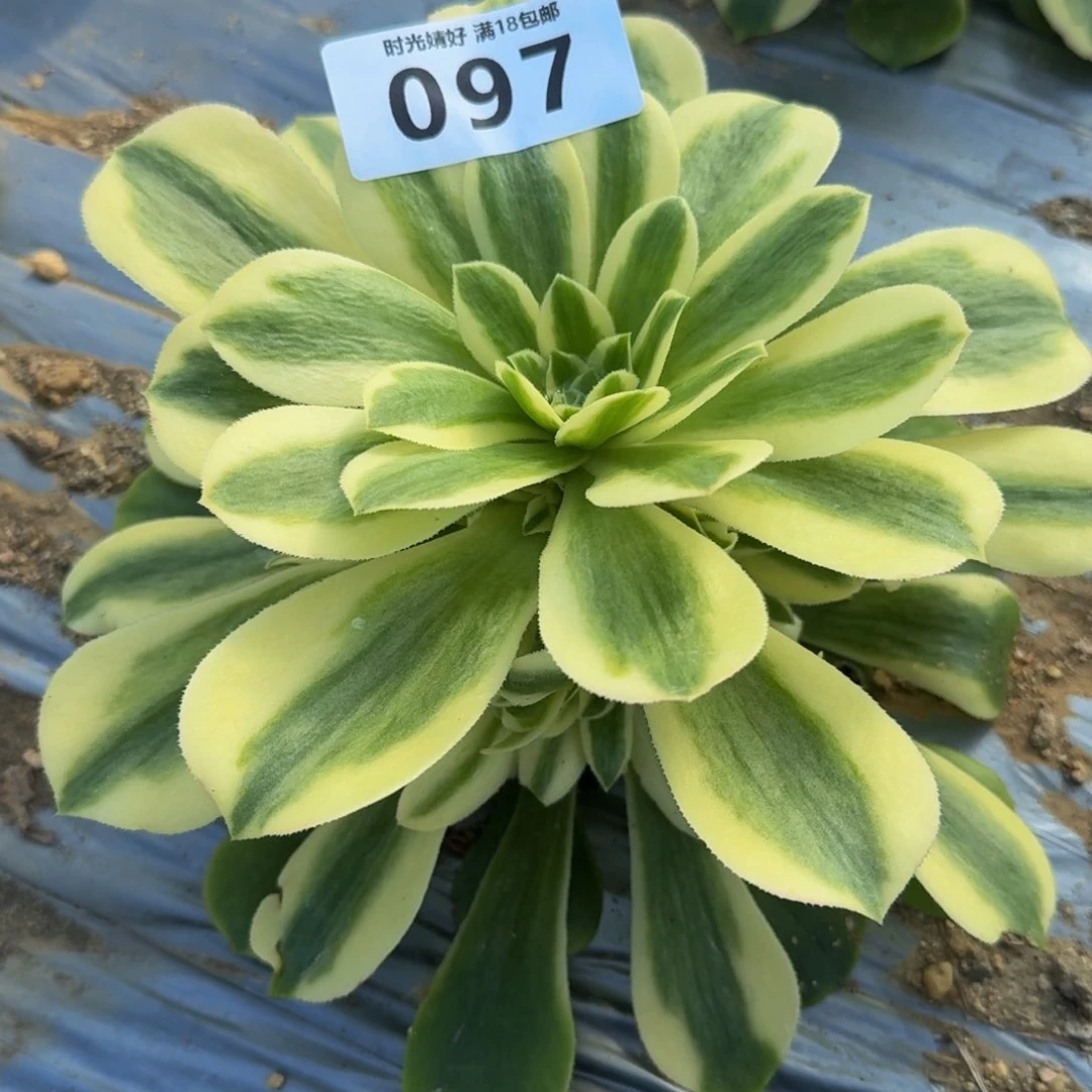 不***、097辛尼亚。多肉植物