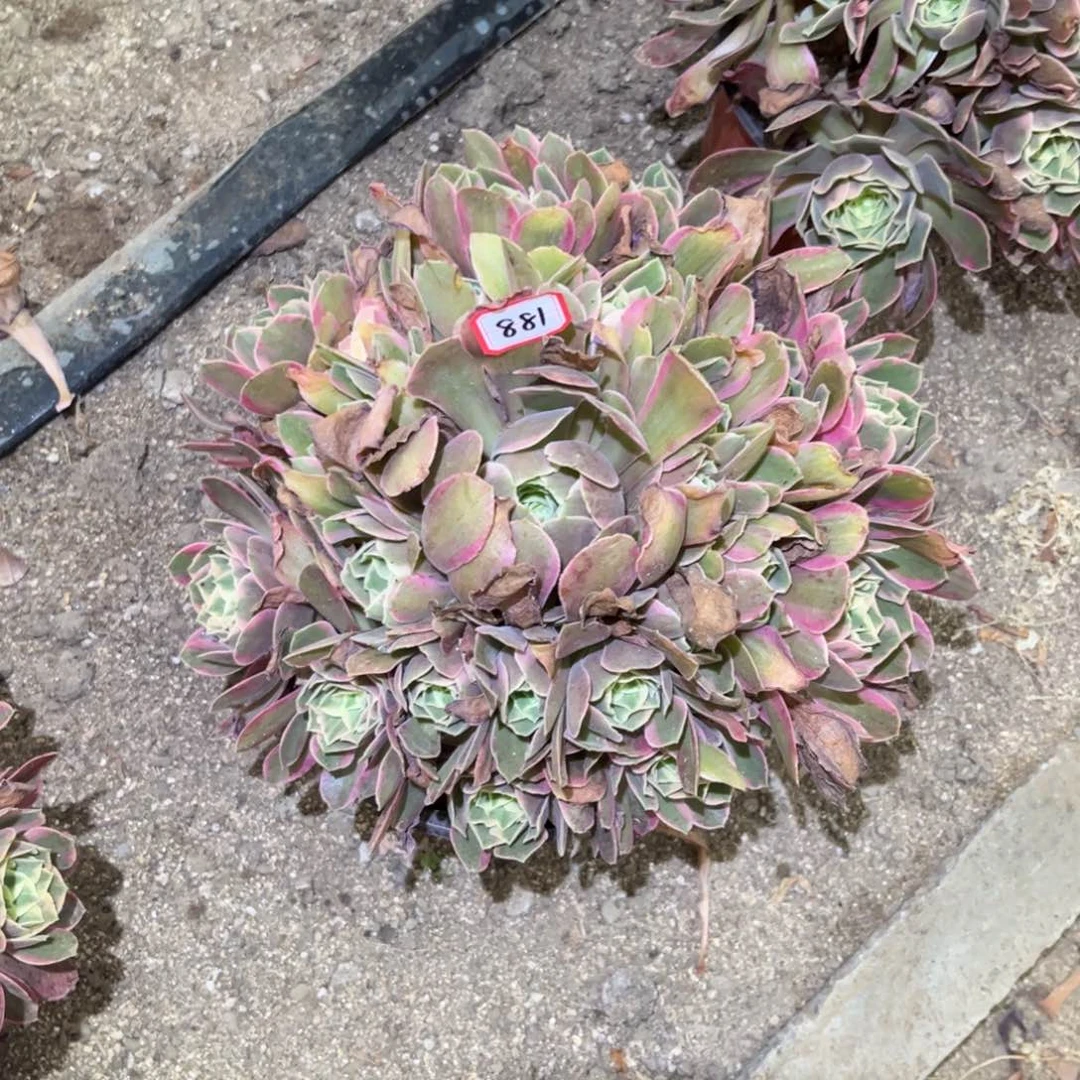 881多肉植物妖月法师