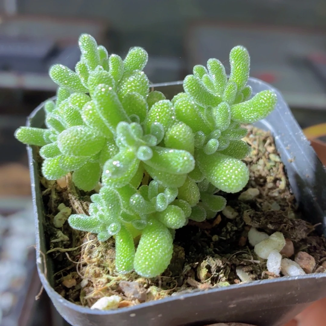 冰晶枝干多肉9.9包邮发货