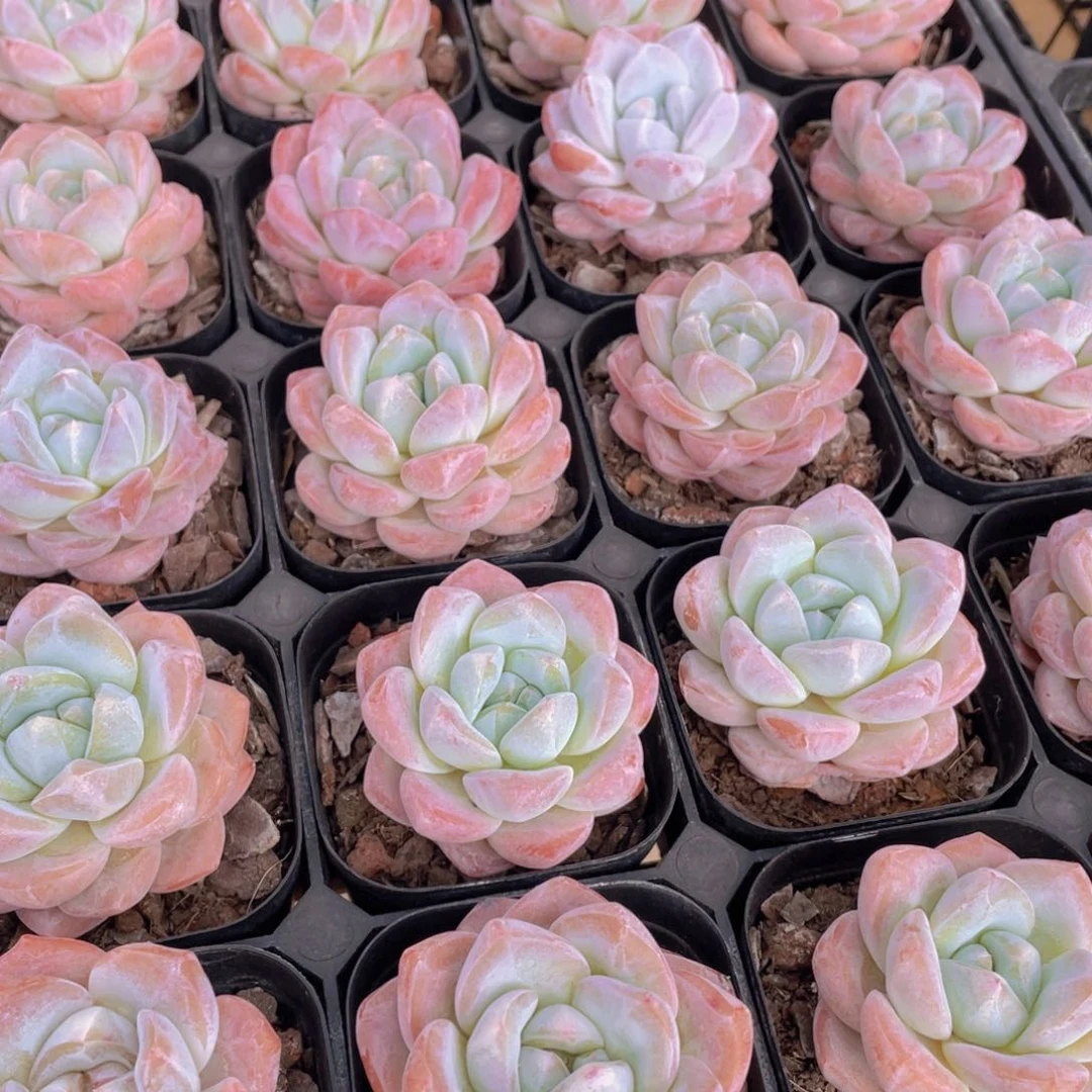 1280号 肥胖奶油大白兔单头一个