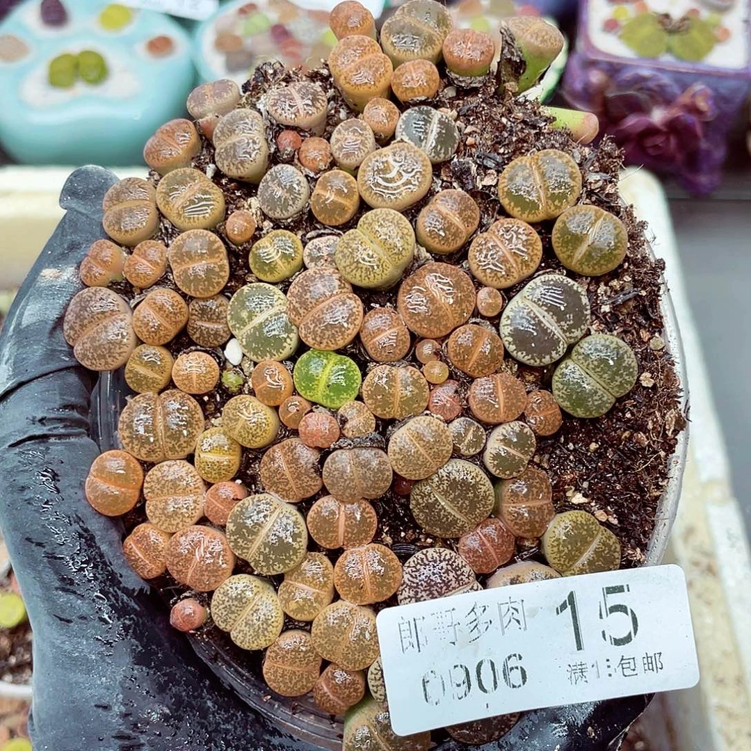 生石花18包邮0906-15